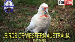 Birds of Western Australia 3
